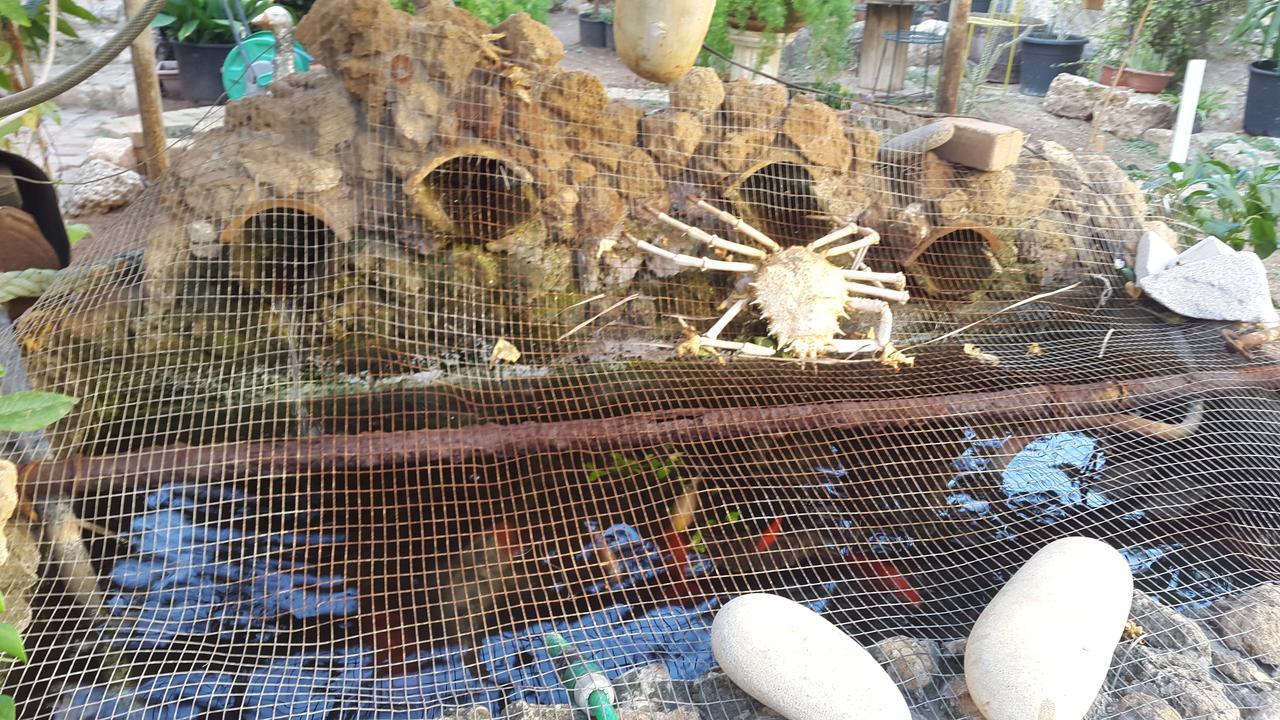 Mystery Garden Guest House Фамагуста Екстер'єр фото